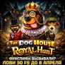 Бонус 30 FS в слоте The Dog House – Royal Hunt